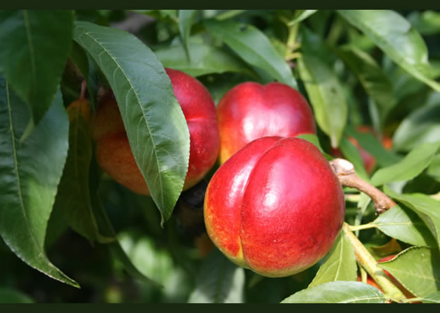 Pesche nettarine